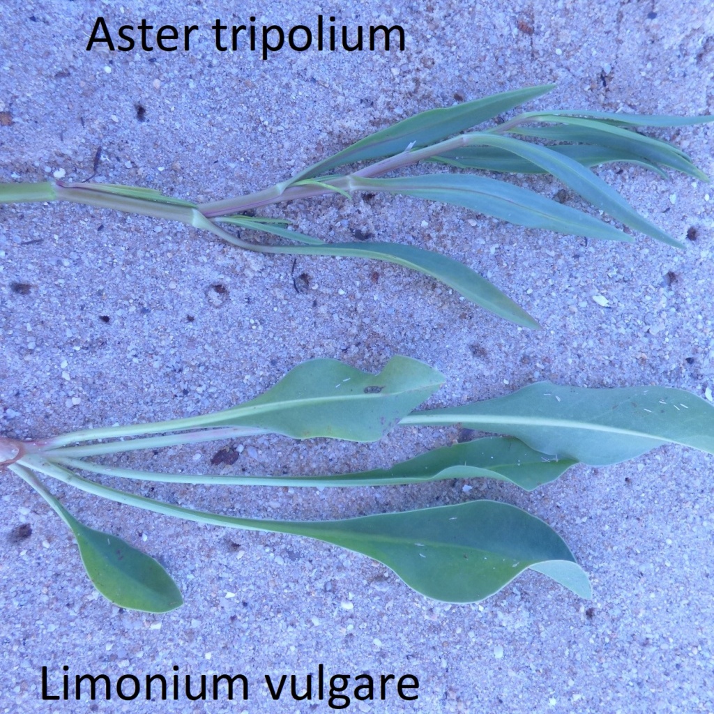 [Tripolium pannonicum] plante halophile (Aster maritime) Limoni10