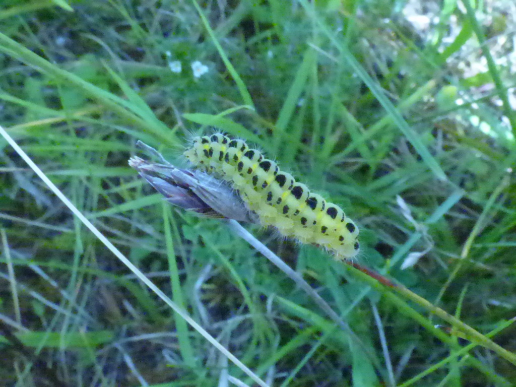 zygène - [Zygaena filipendulae et Z. trifolii] Chenille de zygène mais laquelle? Merci Zygzon10