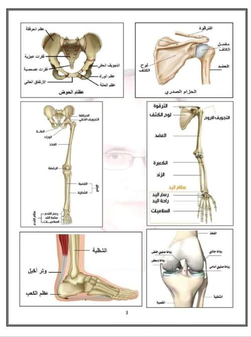 مراجعة كل رسومات مادة الأحياء للصف الثالث الثانوى  1_img_18