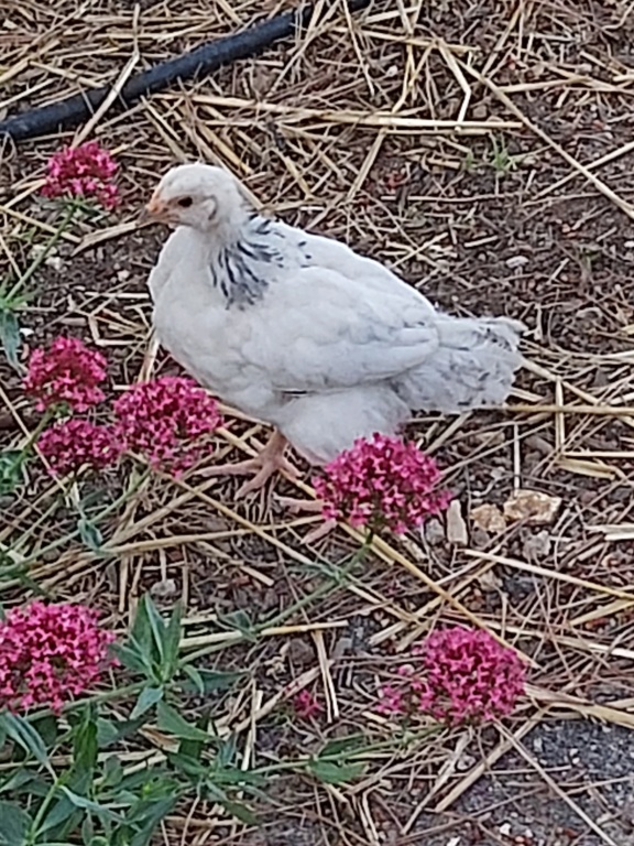 Jeune coq déplumé  20210621