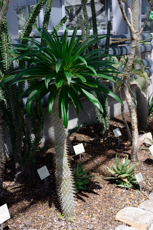 Gruson-Gewächshäuser - Botanischer Garten unter Glas - Seite 6 Spf_1515