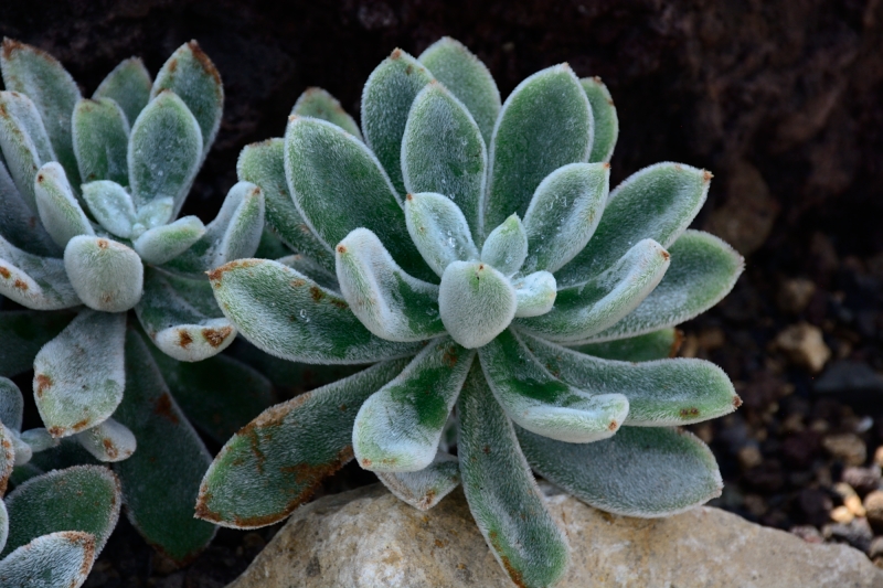 Gruson-Gewächshäuser - Botanischer Garten unter Glas - Seite 6 Spf_1525