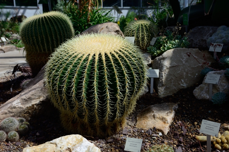 Gruson-Gewächshäuser - Botanischer Garten unter Glas - Seite 6 Spf_1623