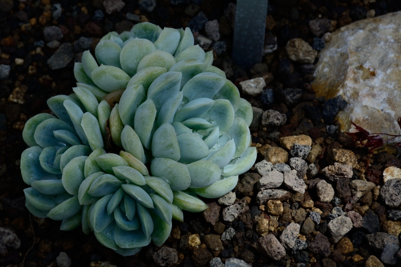 Gruson-Gewächshäuser - Botanischer Garten unter Glas - Seite 6 Spf_1633