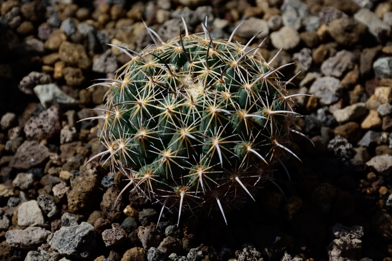 Gruson-Gewächshäuser - Botanischer Garten unter Glas - Seite 6 Spf_1648