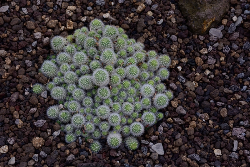 Gruson-Gewächshäuser - Botanischer Garten unter Glas - Seite 6 Spf_1652