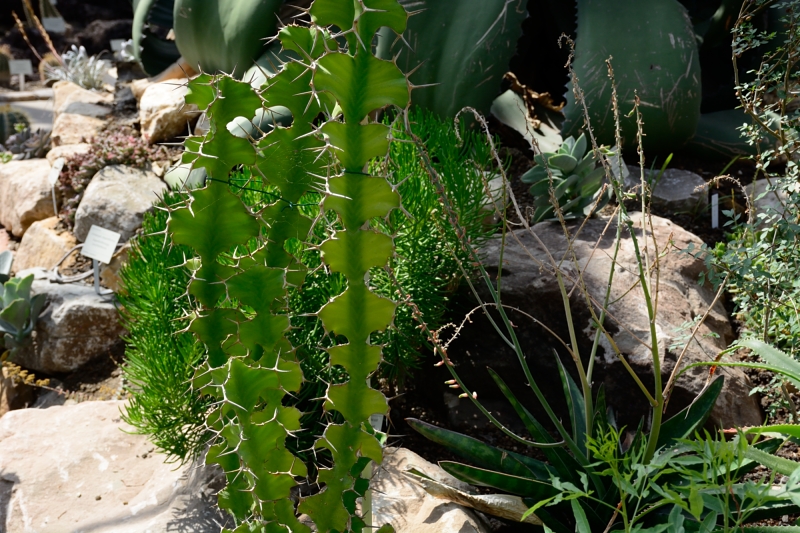 Gruson-Gewächshäuser - Botanischer Garten unter Glas - Seite 6 Spf_1664