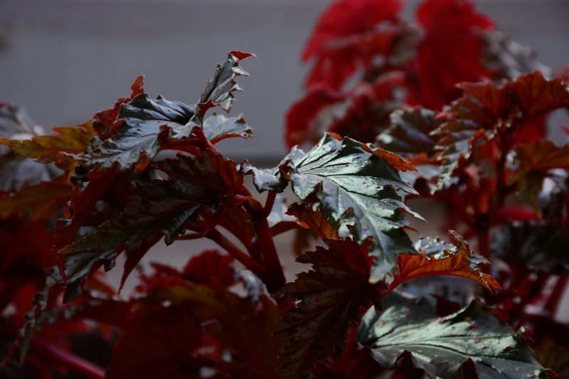 Gruson-Gewächshäuser - Botanischer Garten unter Glas - Seite 7 Spf_1673