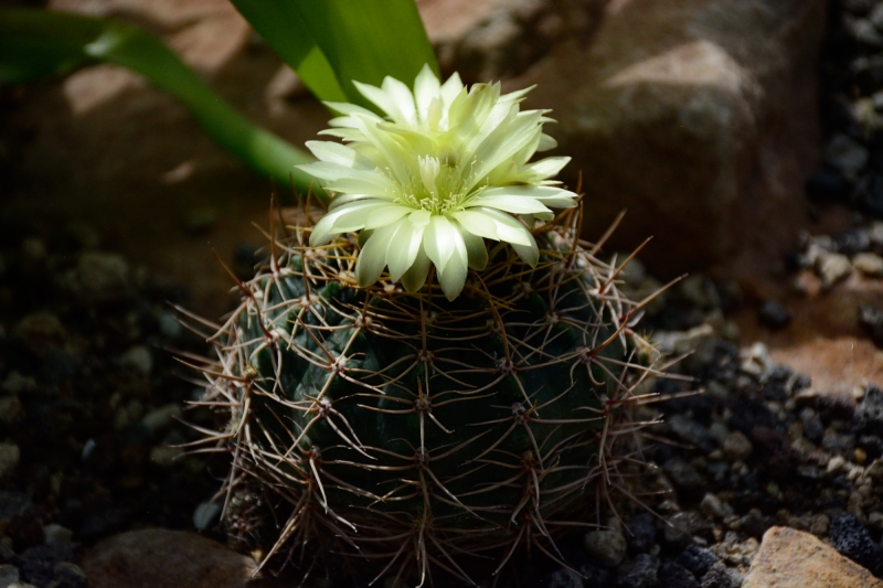 Gruson-Gewächshäuser - Botanischer Garten unter Glas - Seite 7 Spf_1741