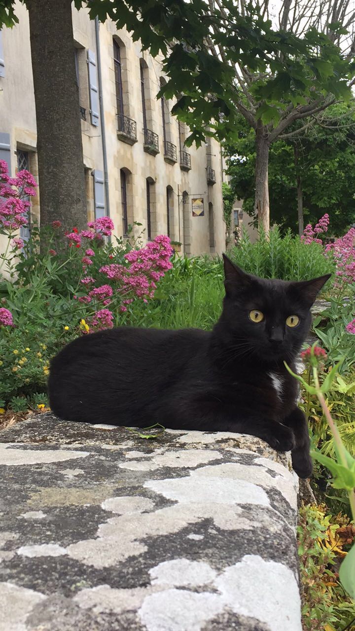 Onati, chaton noir européen, né le 15/03/2018 2f2ce910
