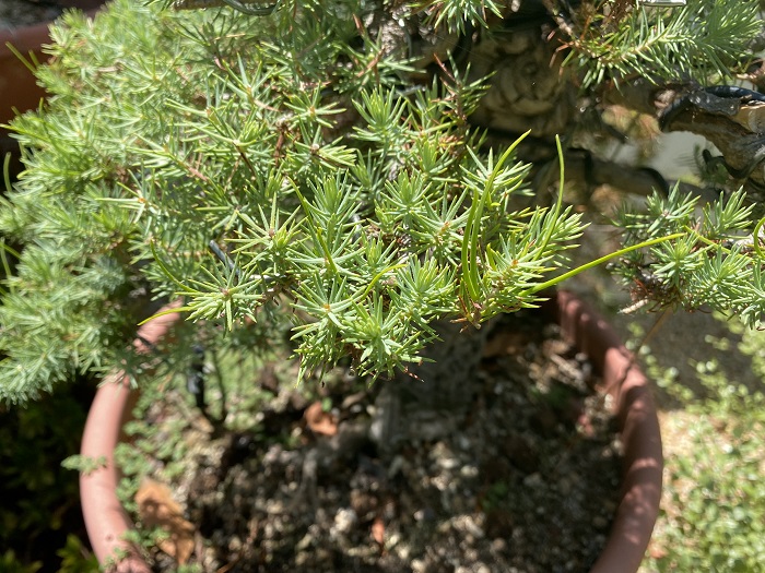 Pinus Halepensis o Pinea ? Aug_2010