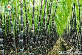 Giới thiệu Luận Quy Sơn Cảnh Sách Mzya_j10