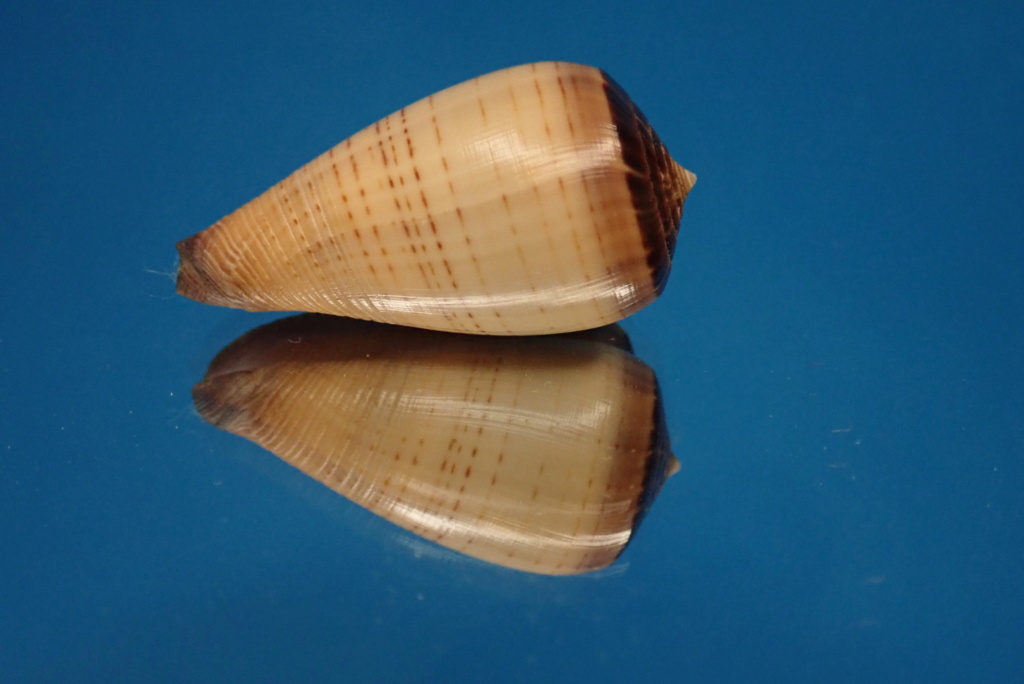 conus (Dendroconus) à identidfier P2020014