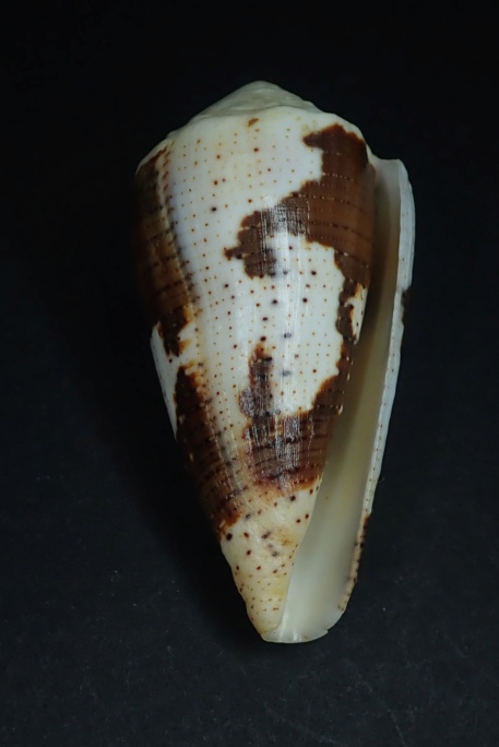 Conus (Strategoconus) varius   Linnaeus, 1758 Pc230011