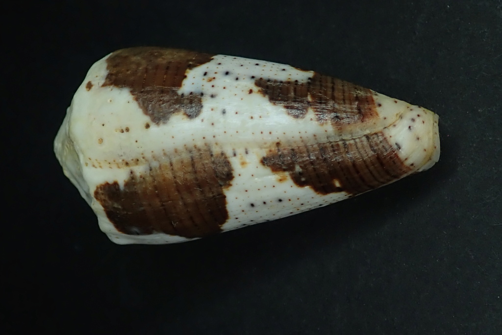 Conus (Strategoconus) varius   Linnaeus, 1758 Pc230012