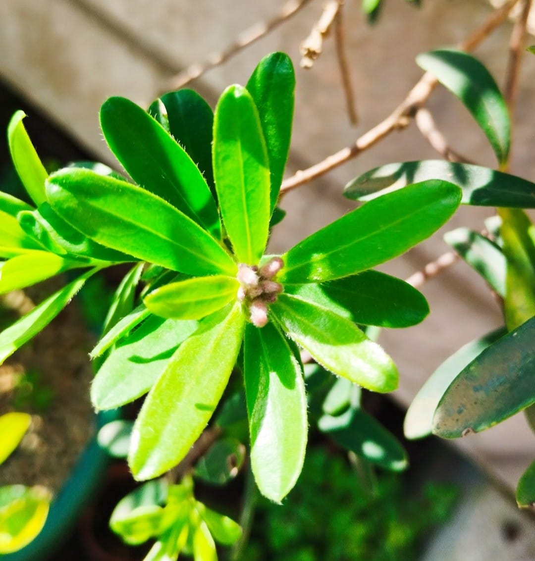 Fotos de mis acidófilas: gardenias, acebos, azaleas y muchas camelias. - Página 6 Img-2123