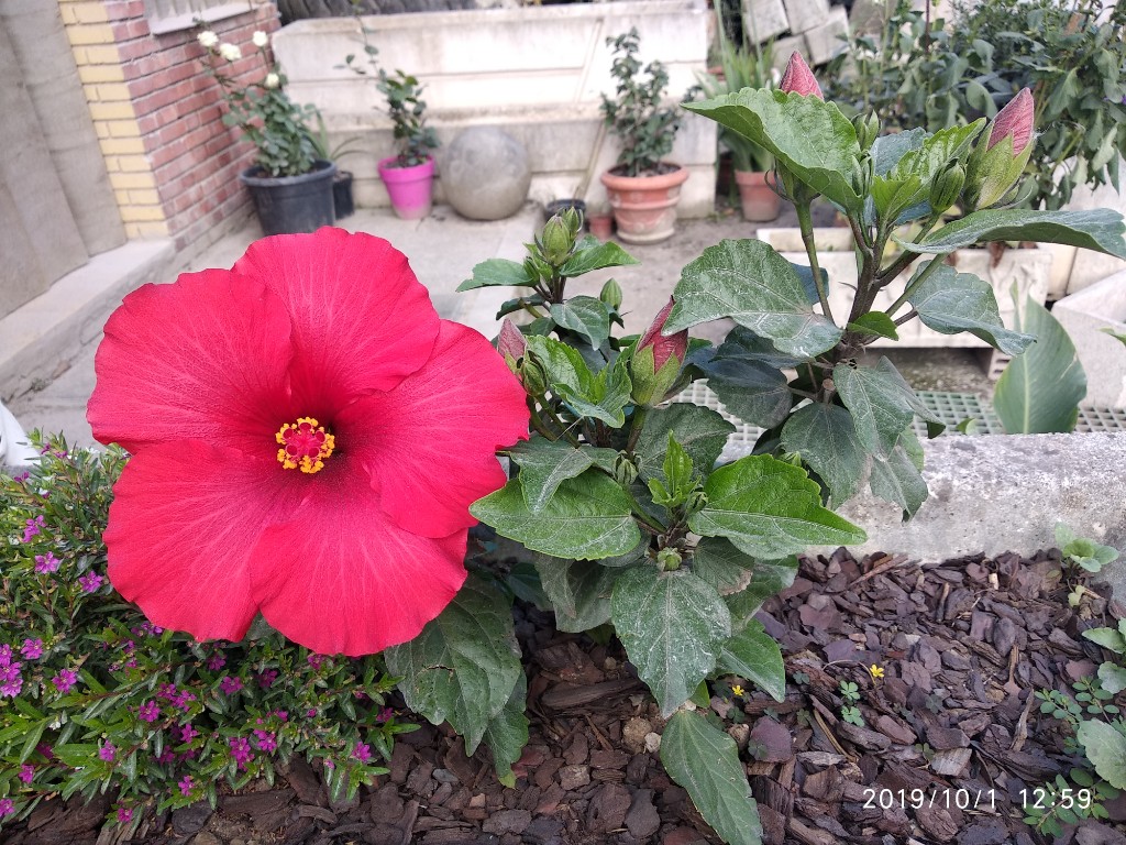 Mis perennes en macetas y jardineras Marpac10