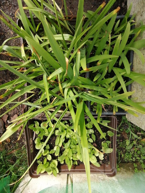 Mis perennes en macetas y jardineras Plantu11