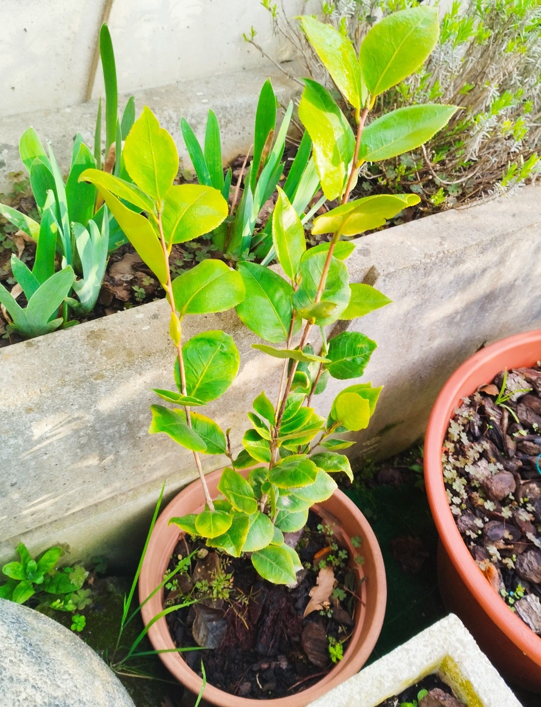 Fotos de mis acidófilas: gardenias, acebos, azaleas y muchas camelias. - Página 5 Scree673