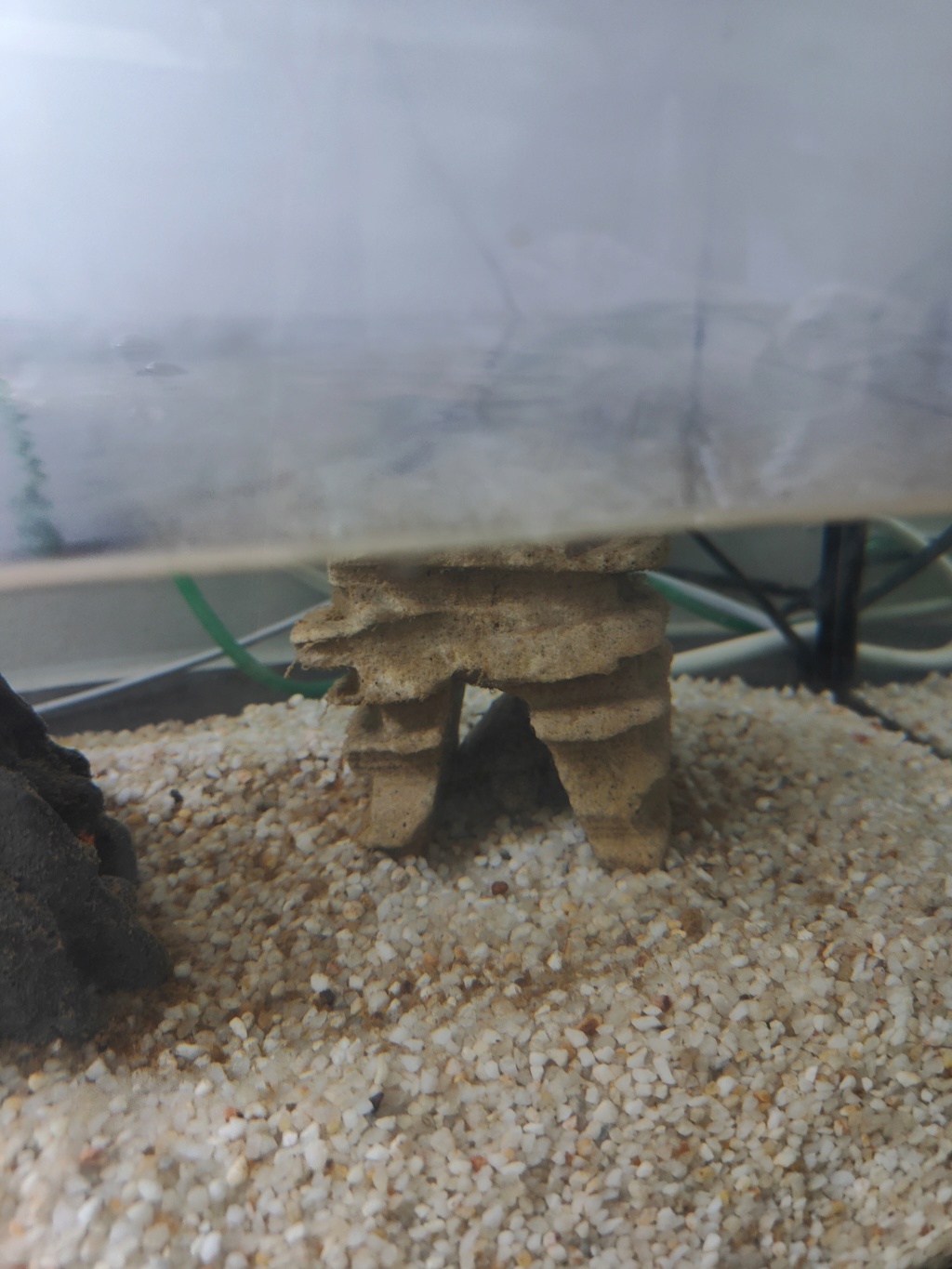 Entretien aquarium/tortue Img20210