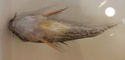 corydoras - Corydoras mort cause inconue Whatsa16