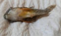 Corydoras mort cause inconue Whatsa17