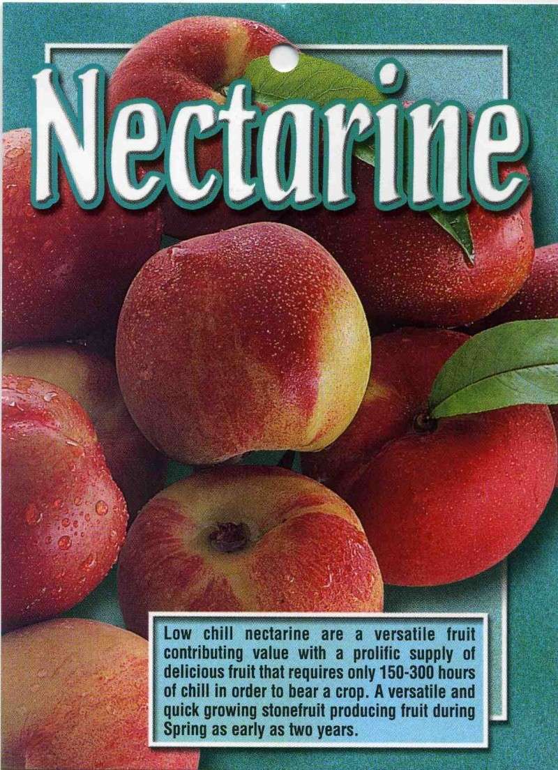 Cette semaine on mange des PECHES et des NECTARINES Nectar10