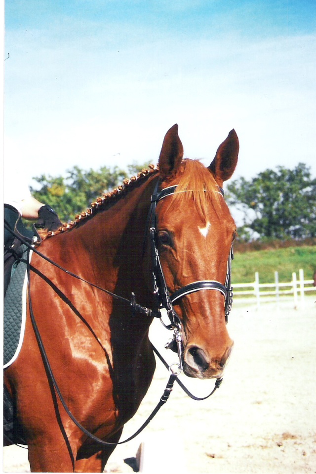 vanuatu mon ancien cheval  Vanu10