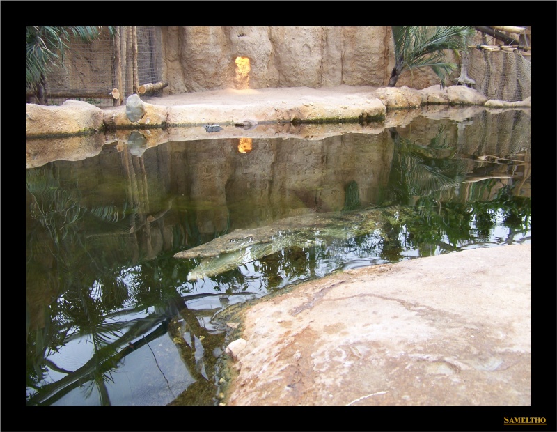 Le zoo de Rotterdam 029110