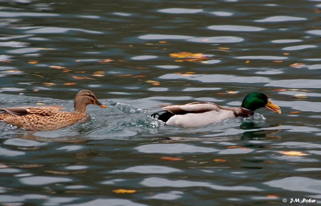 Oiseaux aquatiques Canard14