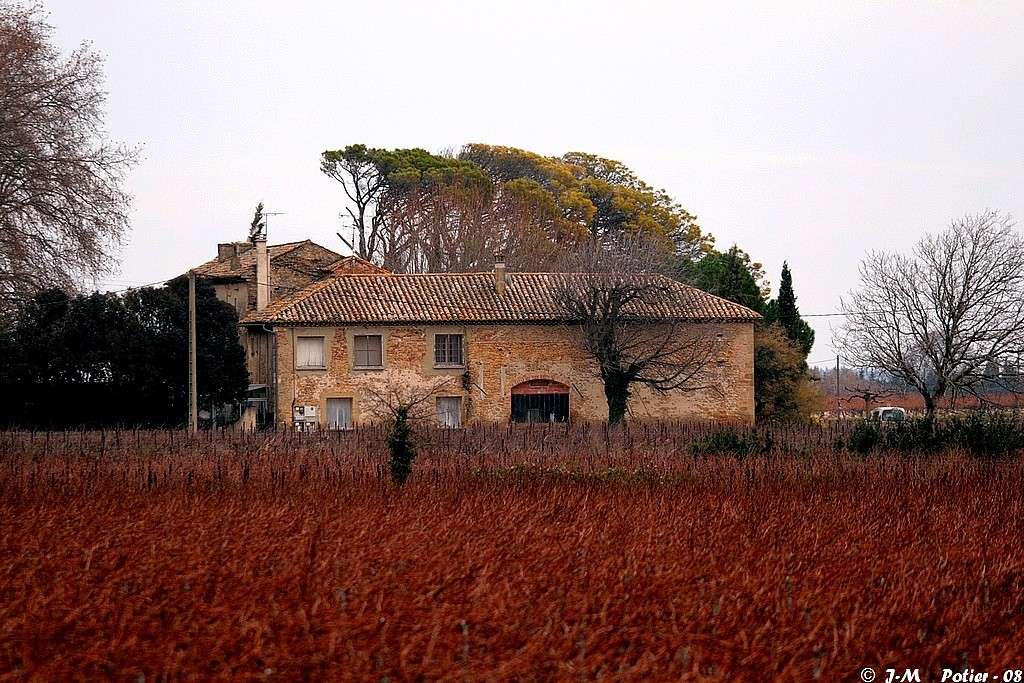 Orange dans les vignes... Divers10