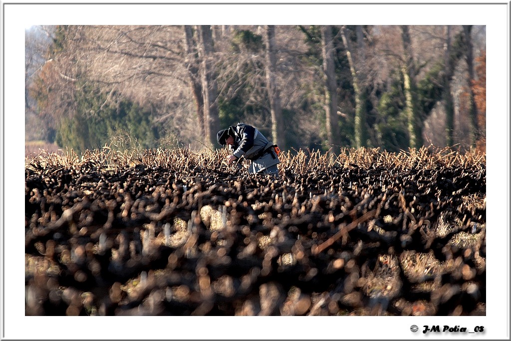 Orange dans les vignes... Vignes11