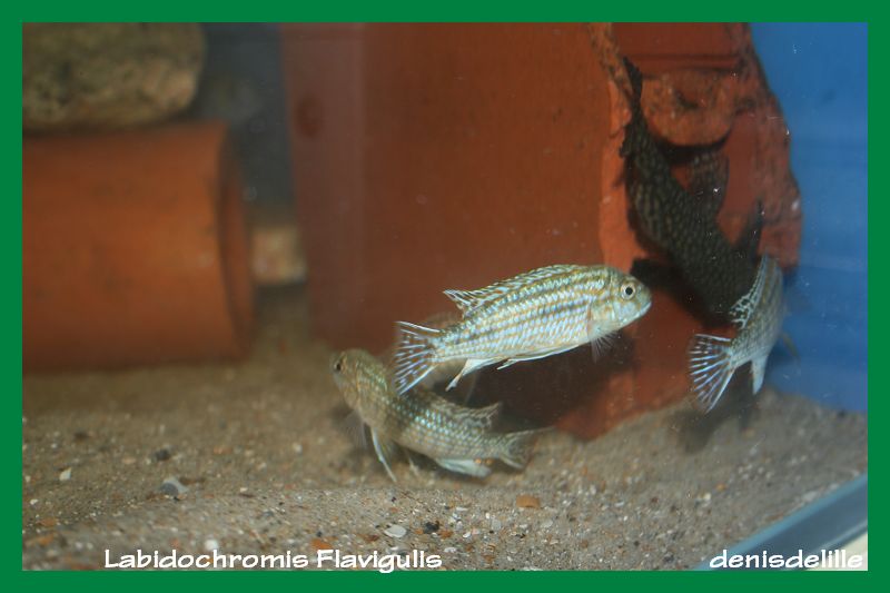 Labidochromis flavigulis Img_2811