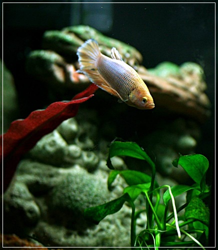 Aquariums à thèmes ~ Postez vos photos ~ - Page 4 116910