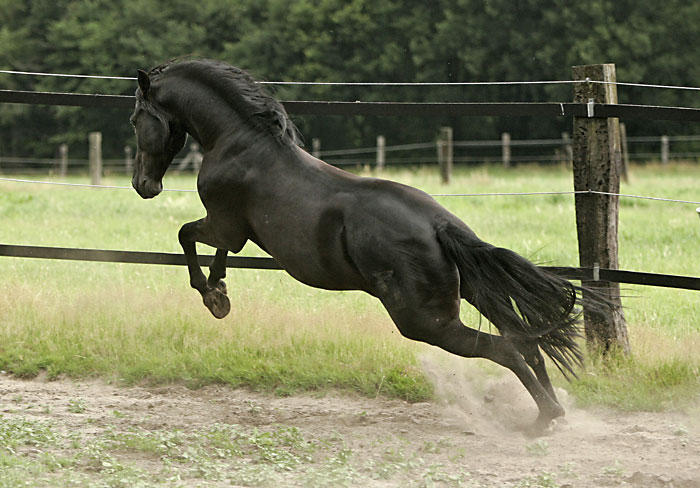 Don => 79 photo de chevaux 0636d110