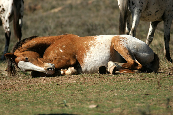 Don => 79 photo de chevaux A01210