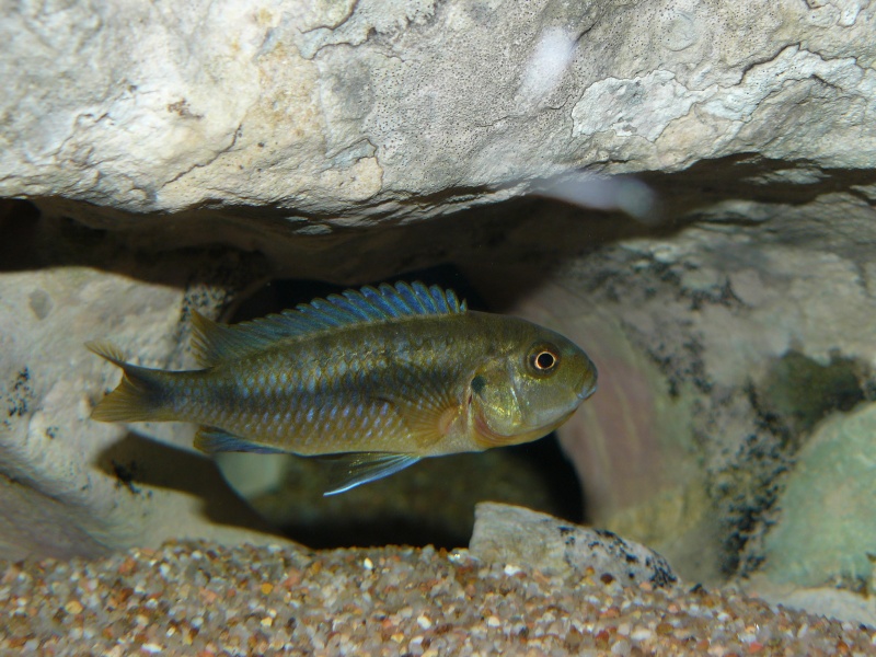 Pseudotropheus sp Polit Lions Cove P1000310