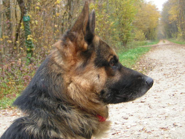 Balto Berger Allemand de 5 ans (54) Balto_14