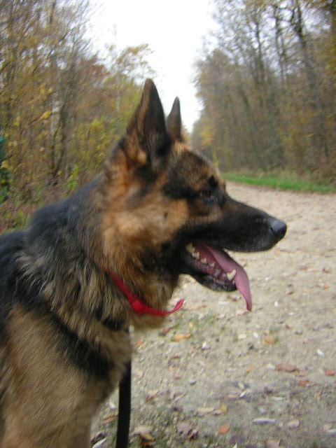 Balto Berger Allemand de 5 ans (54) Balto_16