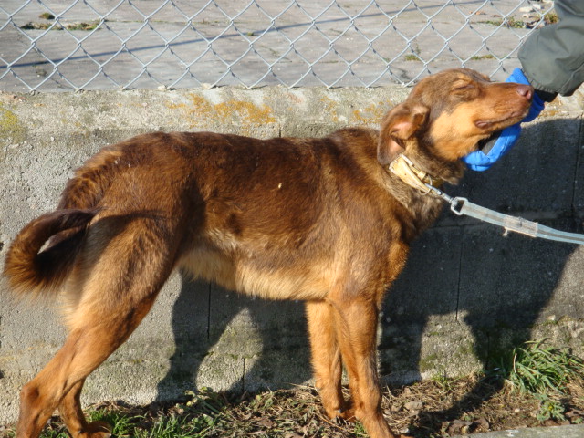 Bambie petite Chienne type Berger de 2 ans Bambie14