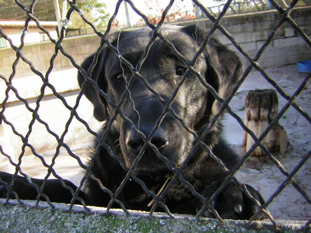 Bruce, Labrador Noir de 2 ans (54) Bruce10