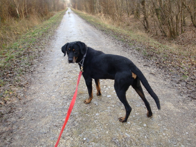 Budzy dit "Bony" X Beauceron de 6 ans (54) Budzy_10