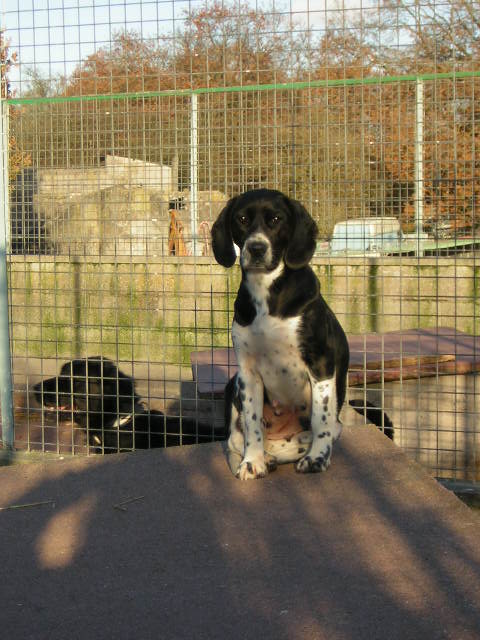 Cerise, le Chien sauvage reconverti Cerise12