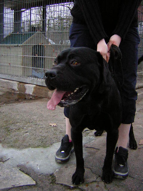 Lon Rottweiler X Labrador de 18 mois (54) Laon_710