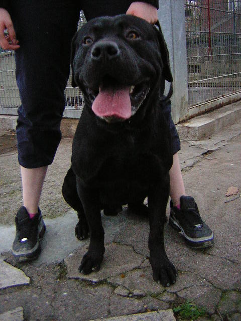 Lon Rottweiler X Labrador de 18 mois (54) Laon_810
