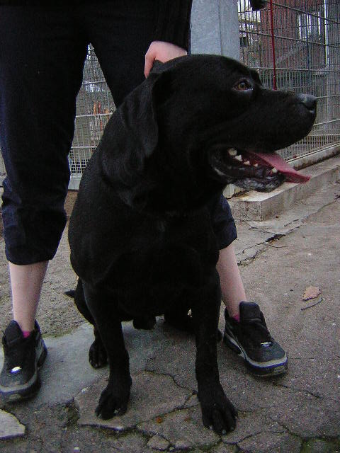 Lon Rottweiler X Labrador de 18 mois (54) Laon_910