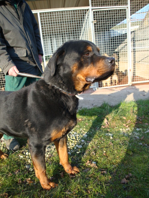 Nelson Rottweiller de 6 ans (54) Nelson11