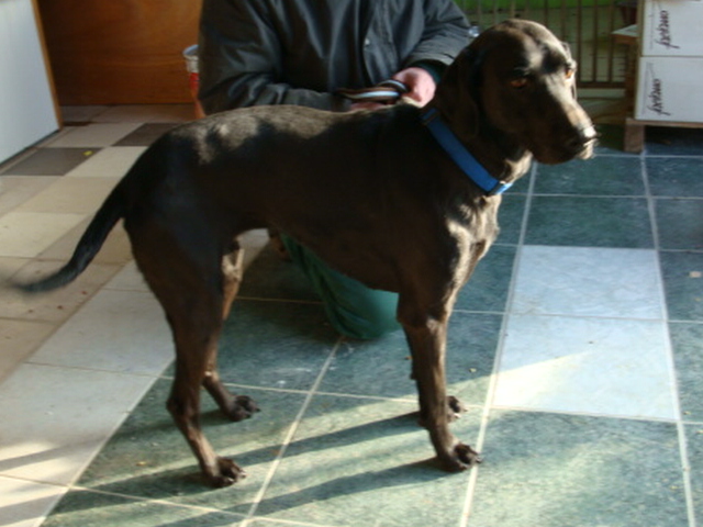 54 - Orphée croisée Labrador noire de 11 ans - Orphae10