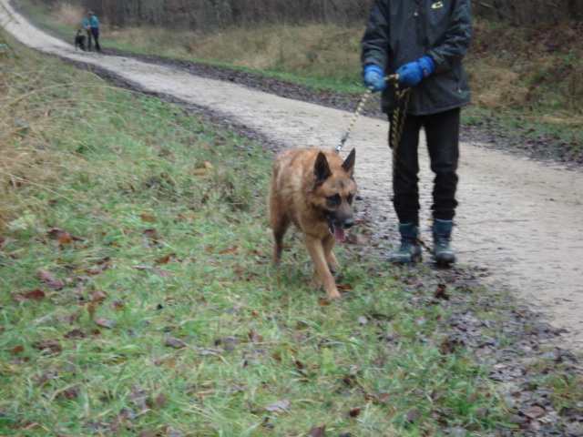 Prince Berger Allemand de 12 ans (54) Prince13