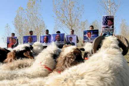 (Turkie)La victoire d'Obama 44 moutons sacrifiés 2371010